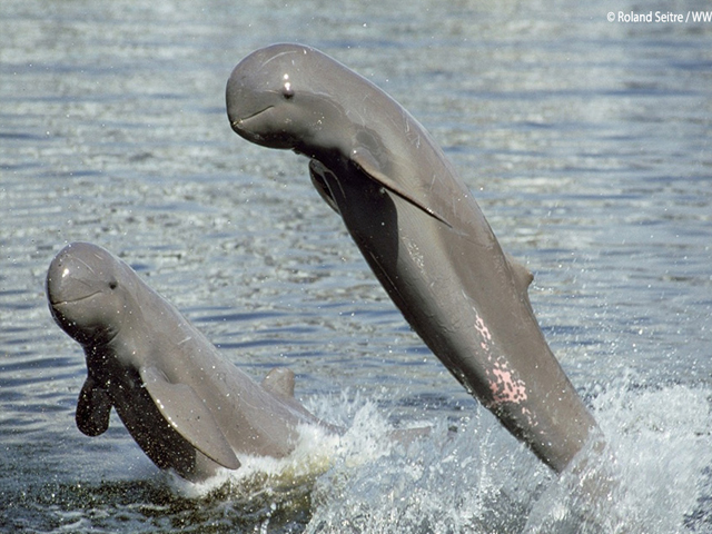 Irrawaddy Dolphins