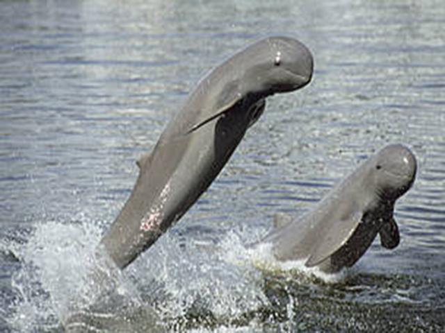 Irrawaddy Dolphin / River Dolphin